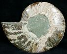 Split Ammonite Fossil (Half) #6892-2